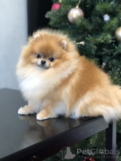 Photo №2 to announcement № 93898 for the sale of pomeranian - buy in United Arab Emirates breeder