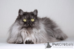 Additional photos: Fluffy beauty cat Delphine.