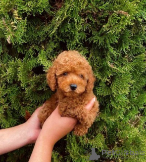 Photo №3. Toy Poodle, puppies of the highest quality. Serbia