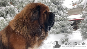 Photo №1. tibetan mastiff - for sale in the city of Samara | negotiated | Announcement № 8805
