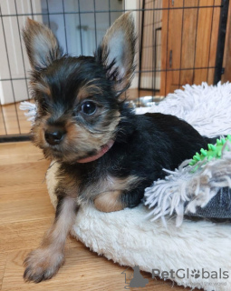 Additional photos: 2 Stunning Yorkshire Terrier Pups Left (10 weeks Old)