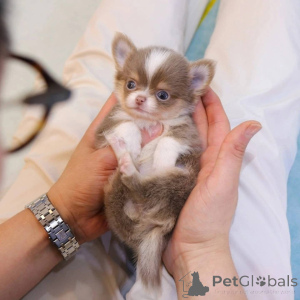 Photo №2 to announcement № 163078 for the sale of chihuahua - buy in Poland breeder