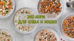 Photo №1. Eco-friendly food for dogs and cats in the city of Moscow. Price - 2$. Announcement № 3971