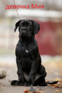 Photo №4. I will sell cane corso in the city of Bobruisk. private announcement - price - 600$