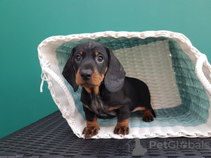 Photo №1. dachshund - for sale in the city of Odder | 423$ | Announcement № 125659