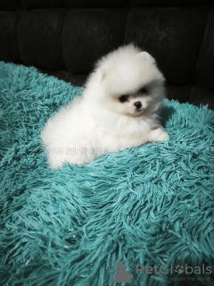 Photo №4. I will sell pomeranian in the city of Tbilisi. private announcement, from nursery, breeder - price - negotiated