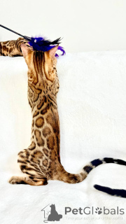Photo №1. bengal cat - for sale in the city of New York | negotiated | Announcement № 8192