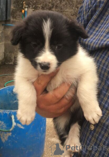 Photo №1. border collie - for sale in the city of Bad Kleinkirchheim | negotiated | Announcement № 169911