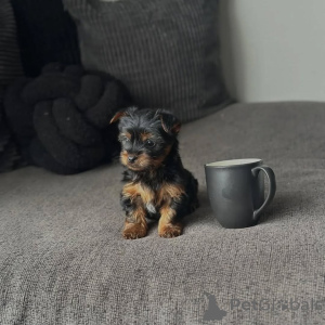 Photo №1. yorkshire terrier - for sale in the city of Edingen-Neckarhausen | 250$ | Announcement № 173558