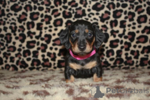 Photo №2 to announcement № 167336 for the sale of dachshund - buy in Philippines private announcement