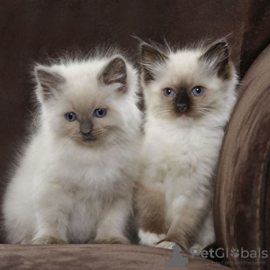 Photo №1. ragdoll - for sale in the city of Мадрид | Is free | Announcement № 25713