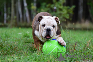 Photo №1. english bulldog - for sale in the city of Frampol | 624$ | Announcement № 28712