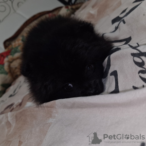 Photo №2 to announcement № 40733 for the sale of pomeranian - buy in Poland private announcement