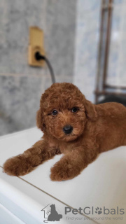 Additional photos: Mini poodle puppies