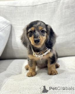 Photo №1. dachshund - for sale in the city of Groningen | negotiated | Announcement № 156463