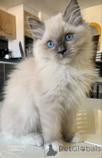 Photo №1. burmese cat - for sale in the city of Aizlingen | 413$ | Announcement № 157696