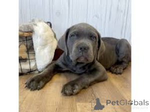 Photo №3. registered cane corso pups for sale. Germany