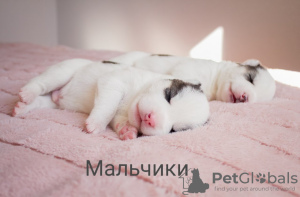 Photo №4. I will sell siberian husky in the city of Poltava.  - price - negotiated