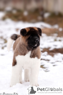 Photo №2 to announcement № 32218 for the sale of american akita - buy in Belarus breeder