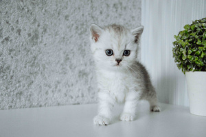 Photo №2 to announcement № 6639 for the sale of british shorthair - buy in Belarus breeder