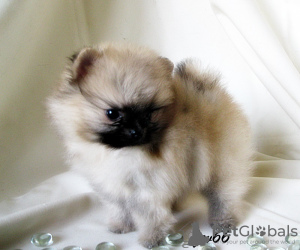 Photo №1. pomeranian - for sale in the city of Москва | 448$ | Announcement № 7829