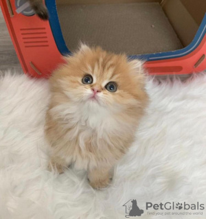 Photo №1. persian cat - for sale in the city of Greensboro | 300$ | Announcement № 87574