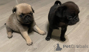 Photo №1. pug - for sale in the city of Benitses | 734$ | Announcement № 137857