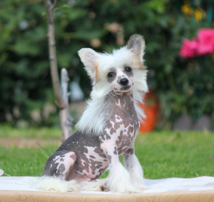 Photo №1. chinese crested dog - for sale in the city of Москва | 455$ | Announcement № 3370
