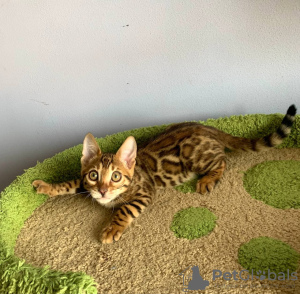 Photo №1. bengal cat - for sale in the city of Minsk | 269$ | Announcement № 8767