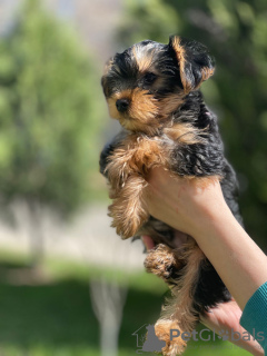 Additional photos: Beautiful miniature Yorkshire terrier puppies