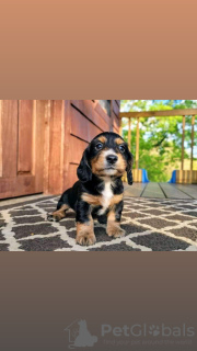 Photo №3. Healthy Dachshund puppies ready now for adoption. Germany