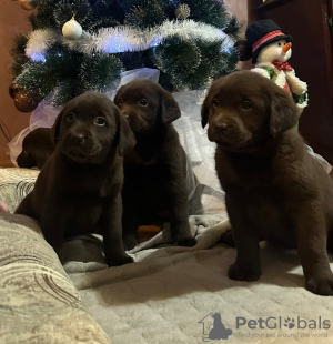 Photo №2 to announcement № 127088 for the sale of labrador retriever - buy in Serbia 