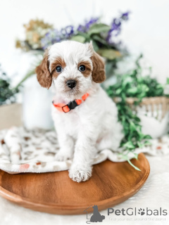 Photo №1. labradoodle - for sale in the city of ALINGSQ | 568$ | Announcement № 157767