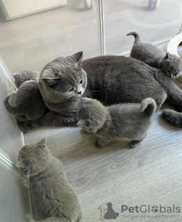 Photo №1. british shorthair - for sale in the city of Warsaw | 211$ | Announcement № 120205