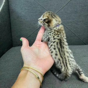 Photo №1. bengal cat - for sale in the city of Newcastle | 600$ | Announcement № 166198