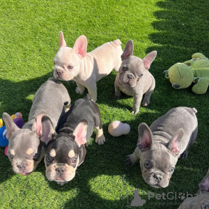 Photo №1. french bulldog - for sale in the city of Berlin | negotiated | Announcement № 116197