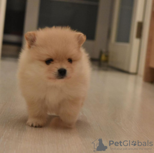 Photo №1. pomeranian - for sale in the city of Rouen | negotiated | Announcement № 17347
