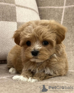 Photo №3. stunning F1 maltipoo puppies.. Germany