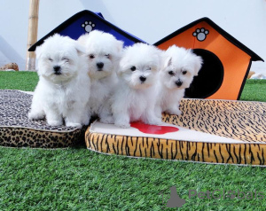 Photo №1. maltese dog - for sale in the city of Helsinki | negotiated | Announcement № 52240