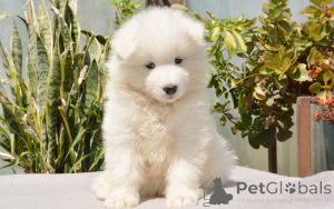 Photo №2 to announcement № 160922 for the sale of samoyed dog - buy in Belgium private announcement, breeder