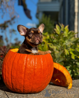 Photo №2 to announcement № 150638 for the sale of french bulldog - buy in Germany from the shelter, breeder