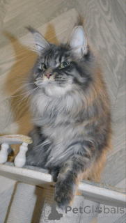 Photo №1. maine coon - for sale in the city of Apostolovo | negotiated | Announcement № 156810