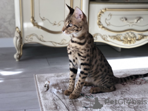 Photo №1. savannah cat - for sale in the city of Дрезден | negotiated | Announcement № 40292
