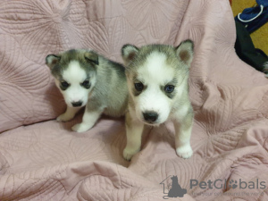 Additional photos: Purebred husky puppies for sale