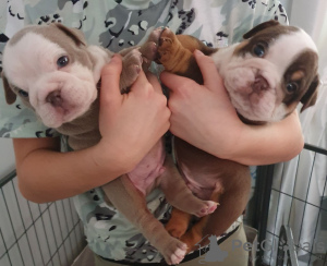 Photo №1. english bulldog - for sale in the city of Milan | 297$ | Announcement № 8170