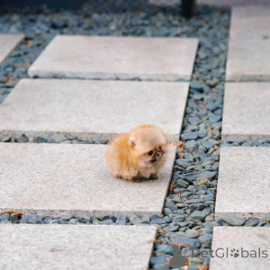 Photo №2 to announcement № 137274 for the sale of pomeranian - buy in Switzerland private announcement