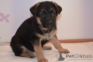 Photo №4. Buy german shepherd in the city of Kiev. private announcement - price - 315$