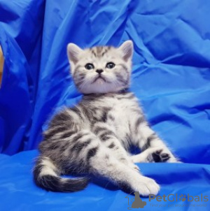 Photo №1. scottish fold - for sale in the city of Brussels | 423$ | Announcement № 96205