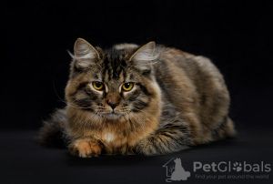 Photo №2 to announcement № 102998 for the sale of siberian cat - buy in Russian Federation from nursery