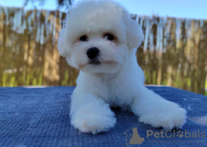 Photo №2 to announcement № 97131 for the sale of bichon frise - buy in Serbia breeder